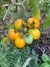 Semillas de Tomate Anna Herman - comprar online