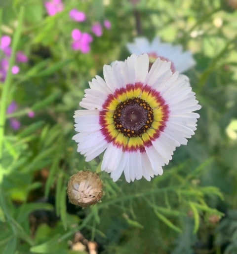 Semillas de Crisantemo Carinatum