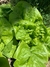 Semillas de Lechuga Criolla (verde-Blanca)