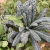 Imagen de Semillas de Kale Mix (Brassica oleracea var. sabellica)