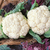 Semillas de Coliflor Bola de Nieve (Brassica Olareacea var. Botrytis)