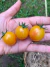 Semillas de Tomate Cherry Sunrise Bumblebee - tienda online