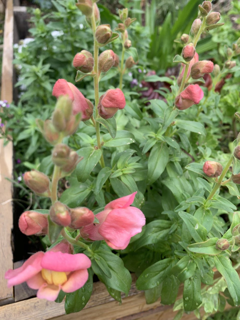 Semillas de Conejito Alto Maximun FLORES GRANDES (Mix) (Antirrhinum majus)