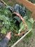 Semillas de Pak Choi - tienda online