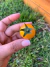 Semillas de Tomate Cherry Sunrise Bumblebee en internet
