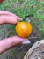 Semillas de Tomate Cherry Sunrise Bumblebee - comprar online