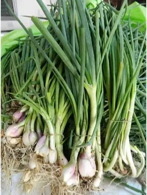 Semillas de Cebolla de Verdeo