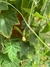 Semillas de Cucamelon (Melothria scabra)