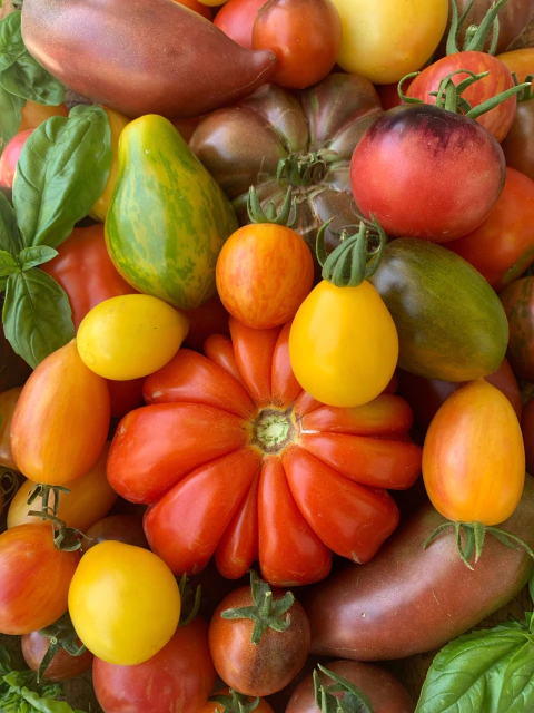 Combo de Semillas KIT Siembro con Siembra "Primavera Verano". (bandejas, sustrato, semillas)