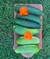 Semillas de Pepino Poinsett (Cucumis sativus)