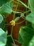 Semillas de Cucamelon (Melothria scabra) - comprar online