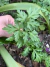 Semillas de Perejil Liso (Petroselinum Crispum) en internet