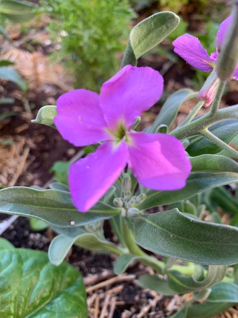 Semillas de Alhelí de Invierno Mix (Matthiola incana)