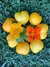 Semillas de Tomate Anna Herman - comprar online