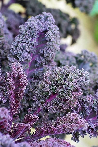 Semillas de Kale Scarlet
