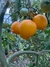 Imagen de Semillas de Tomate Anna Herman
