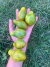 Semillas de Tomate Michael Pollan - tienda online