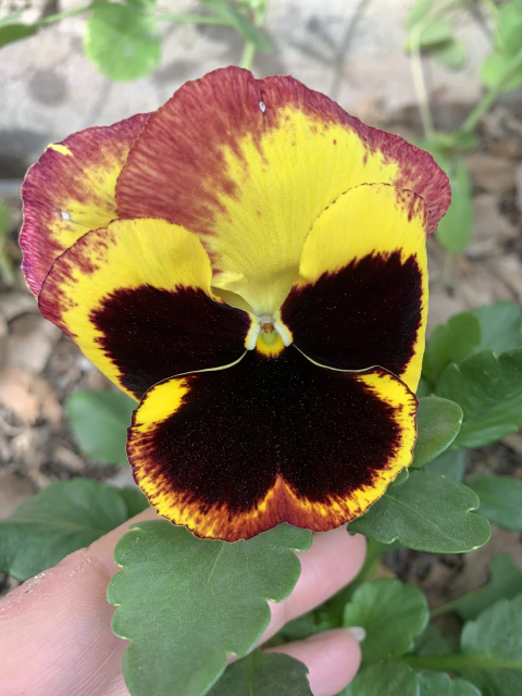 Semillas de Pensamiento Trimardeus - comprar online