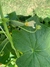 Semillas de Pepino Poinsett (Cucumis sativus) - tienda online