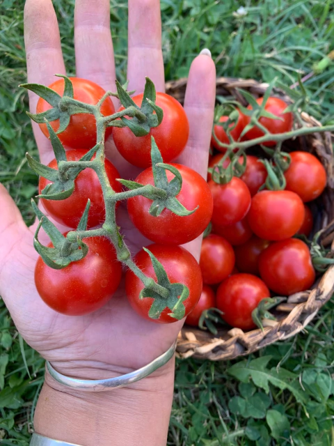 Semillas de Tomate Cherry Rojo Cereza (Solanum sect. Lycopersicon)