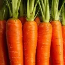 Semillas de Zanahoria Chantenay (Daucus carota)