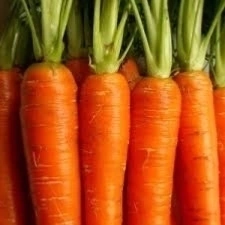 Semillas de Zanahoria Candela