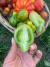 Semillas de Tomate Michael Pollan - comprar online