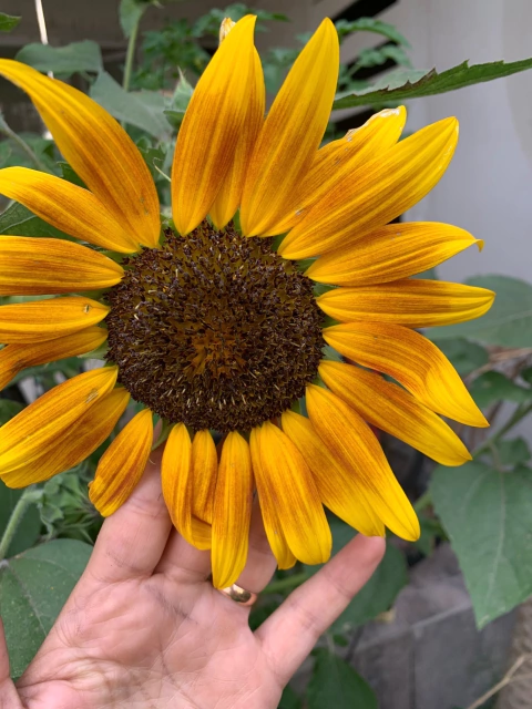 Semillas de Girasol Belleza de Otoño