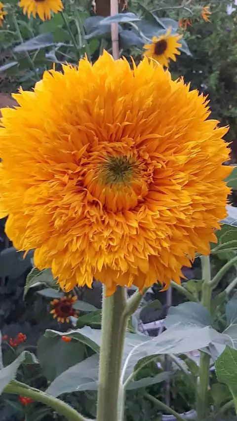 Semillas de Girasol Teddy Bear o Peluche Moo