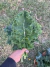Semillas de Kale Mix (Brassica oleracea var. sabellica) - comprar online