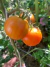 Imagen de Semillas de Tomate Cherry Sunrise Bumblebee