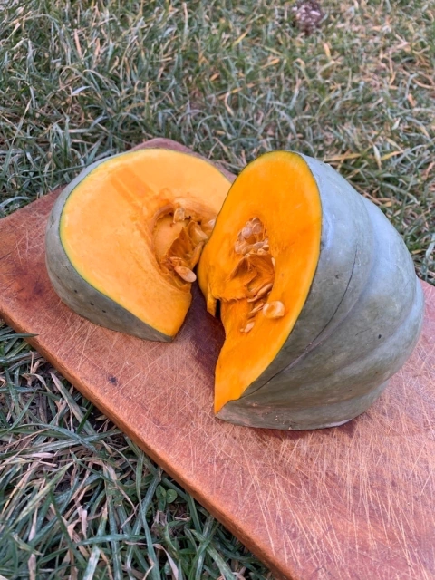 Semillas de Zapallo Gris Plomo