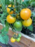 Semillas de Tomate Cherry Sunrise Bumblebee