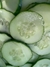 Semillas de Pepino Poinsett (Cucumis sativus) - comprar online