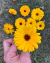 Semillas de Caléndula MIXTURE (Calendula officinalis) - tienda online