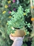 Semillas de Orégano Vulgare (Origanum vulgare) - tienda online