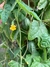 Semillas de Cucamelon (Melothria scabra) - Siembra Feliz