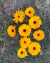 Semillas de Caléndula MIXTURE (Calendula officinalis)