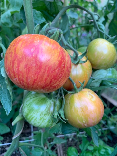 Semillas de Tomate Big Chef Stiped (Gran Chef Rayado)