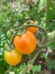 Semillas de Tomate Cherry Sunrise Bumblebee - Siembra Feliz