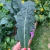 Semillas de Kale Mix (Brassica oleracea var. sabellica) - tienda online