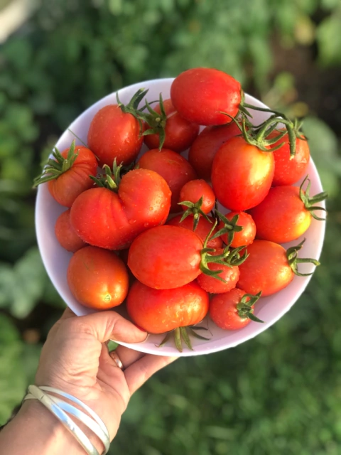Semillas de Tomate Perita Rio Grande