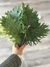 Semillas de kale Red Russian - comprar online