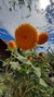 Semillas de Girasoles Mix (Helianthus annuus) - Siembra Feliz