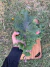 Semillas de Kale Mix (Brassica oleracea var. sabellica) en internet