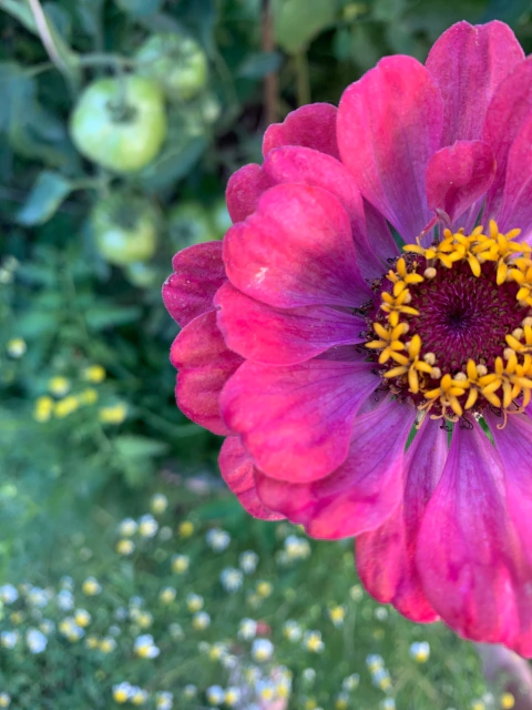 Combo de Semillas de Flores para todo el año (10 variedades)