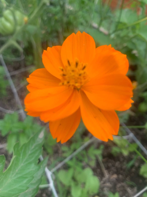 Combo de Semillas de Flores Primavera Verano (10 variedades) - comprar online