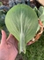 Semillas de Pak Choi - Siembra Feliz
