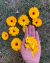 Imagen de Semillas de Caléndula MIXTURE (Calendula officinalis)