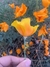 Combo de Semillas de Flores Otoño Invierno (15 variedades) - Siembra Feliz